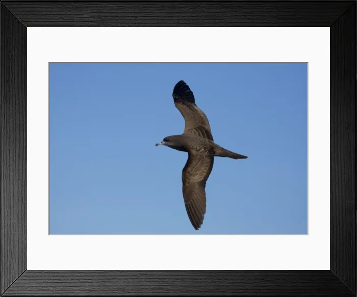 Framed Print : Wedge-tailed Shearwater At sea off Eden, New South Wales, Australia Framed Print : Wedge-tailed Shearwater At sea off Eden, New South Wales, Australia