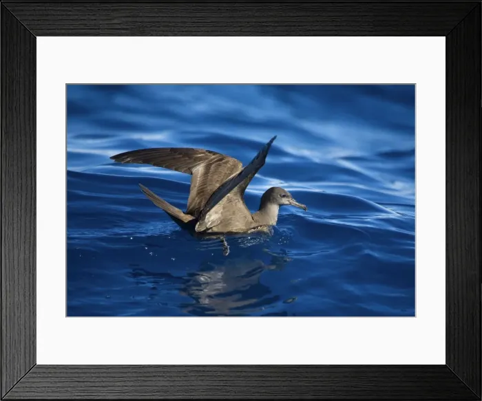 Framed Print : Wedge-tailed Shearwater At sea off Eden, New South Wales, Australia Framed Print : Wedge-tailed Shearwater At sea off Eden, New South Wales, Australia