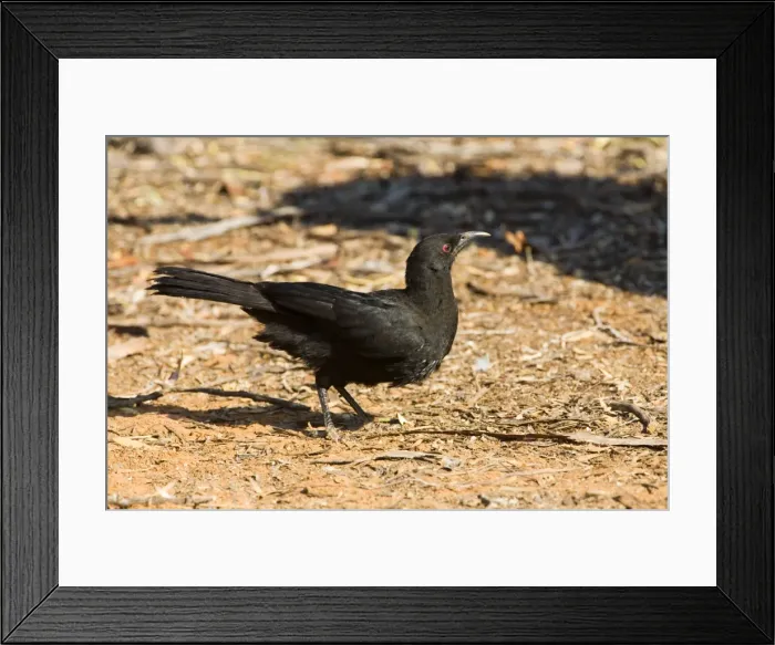 Framed Print : White-winged Chough In Hattah Kulkyne National Park, Victoria, Australia