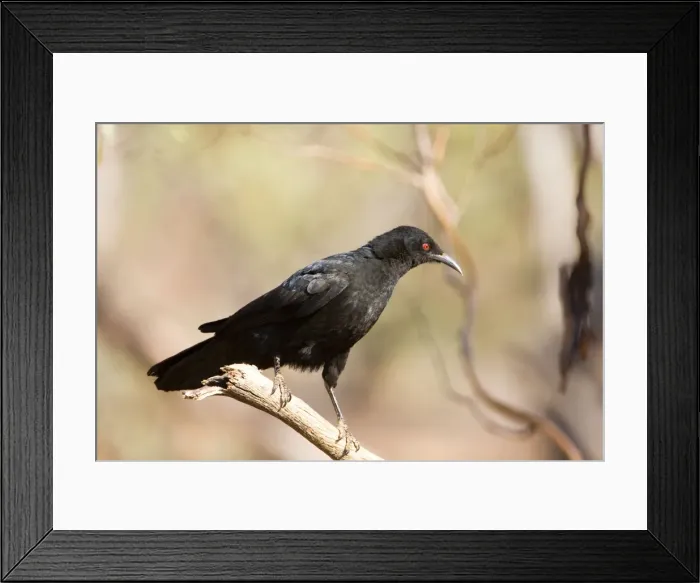 Framed Print : White-winged Chough In Hattah Kulkyne National Park, Victoria, Australia Framed Print : White-winged Chough In Hattah Kulkyne National Park, Victoria, Australia