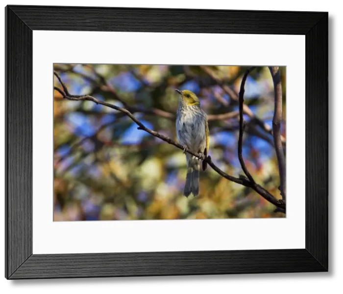 Framed Print : Yellow-plumed Honeyeater In Wyperfeld National Park, Victoria, Australia Framed Print : Yellow-plumed Honeyeater In Wyperfeld National Park, Victoria, Australia