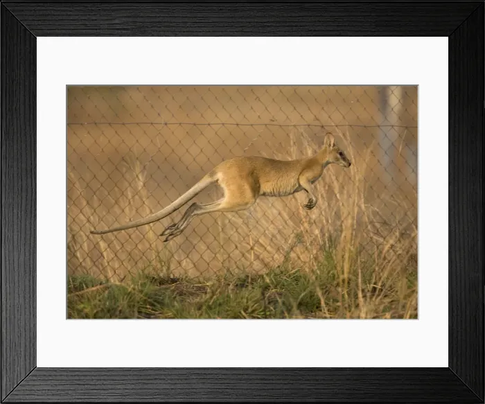 Framed Print : Agile Wallaby leaping along Sewage pond fence trying to find its way out Framed Print : Agile Wallaby leaping along Sewage pond fence trying to find its way out