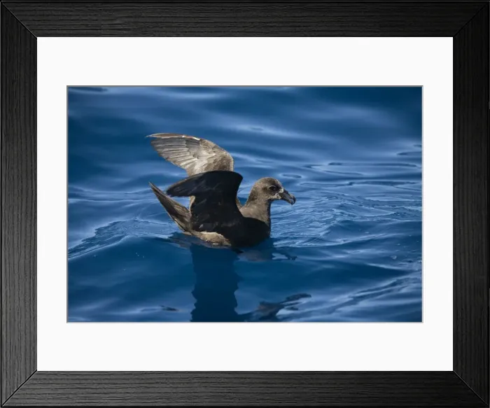 Framed Print : Great-winged Petrel At sea off Eden, New South Wales, Australia Framed Print : Great-winged Petrel At sea off Eden, New South Wales, Australia