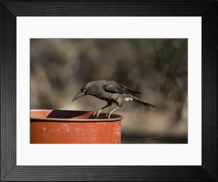 Framed Print : Grey Currawong In Hattah Kulkyne National Park, Victoria, Australia