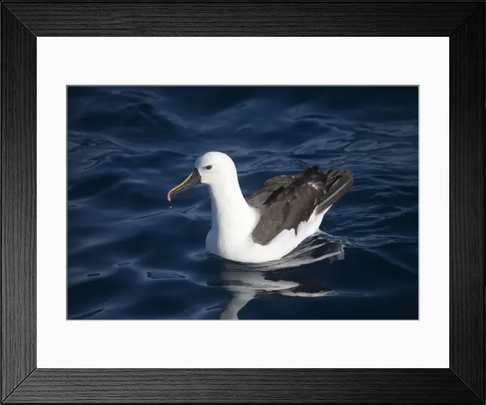 Framed Print : Indian Yellow-nosed Albatross At sea off Eden, New South Wales, Australia Framed Print : Indian Yellow-nosed Albatross At sea off Eden, New South Wales, Australia