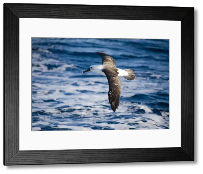 Framed Print : Indian Yellow-nosed Albatross At sea off Eden, New South Wales, Australia Framed Print : Indian Yellow-nosed Albatross At sea off Eden, New South Wales, Australia