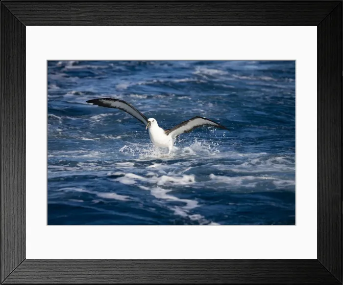 Framed Print : Indian Yellow-nosed Albatross landing At sea off Eden, New South Wales, Australia Framed Print : Indian Yellow-nosed Albatross landing At sea off Eden, New South Wales, Australia