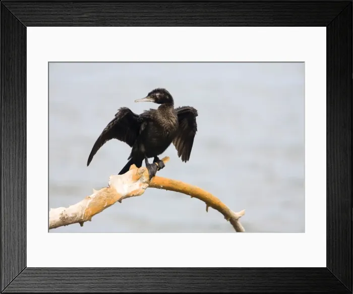 Framed Print : Little Black Cormorant - Drying wings - Cape Conran, southern Victoria, Australia Framed Print : Little Black Cormorant - Drying wings - Cape Conran, southern Victoria, Australia