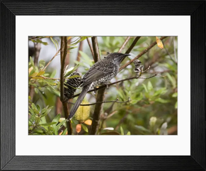 Framed Print : Little Wattlebird At Walkerville North Camping Ground, by the ocean, southern Victoria, Australia Framed Print : Little Wattlebird At Walkerville North Camping Ground, by the ocean, southern Victoria, Australia