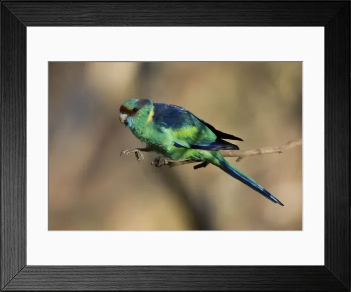 Framed Print : Mallee Ringneck / Australian Ringneck / Barnard's Parrot - This is the subspecies barnardi of the Australian Ringneck complex which differ markedly from place to place but which hybridise where the races adjoin Framed Print : Mallee Ringneck / Australian Ringneck / Barnard's Parrot - This is the subspecies barnardi of the Australian Ringneck complex which differ markedly from place to place but which hybridise where the races adjoin