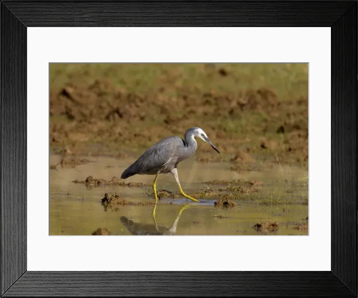 Framed Print : White-faced Heron stirring water with foot Foraging in a shallow pool along the Gibb River Road, Kimberley, Western Australia Framed Print : White-faced Heron stirring water with foot Foraging in a shallow pool along the Gibb River Road, Kimberley, Western Australia
