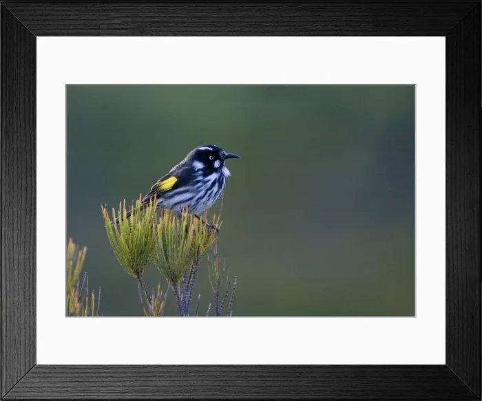 Framed Print : New Holland Honeyeater - Cape Liptrap walking track, Walkerville, Victoria, Australia Framed Print : New Holland Honeyeater - Cape Liptrap walking track, Walkerville, Victoria, Australia