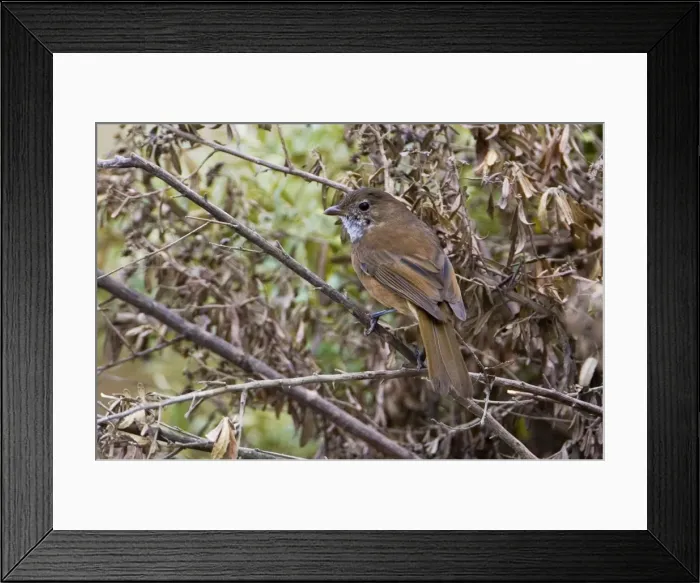 Framed Print : Olive Whistler - Walkerville North Camping Ground, by the ocean, southern Victoria, Australia