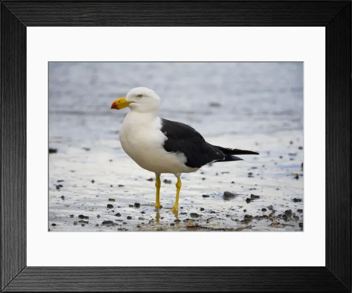 Framed Print : Pacific Gull At Walkerville North Camping Ground by the ocean, southern Victoria, Australia Framed Print : Pacific Gull At Walkerville North Camping Ground by the ocean, southern Victoria, Australia