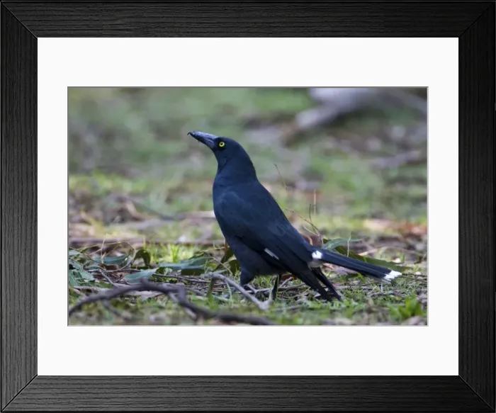 Framed Print : Pied Currawong In the Badger Creek Picnic area, Healesville, Victoria, Australia Framed Print : Pied Currawong In the Badger Creek Picnic area, Healesville, Victoria, Australia