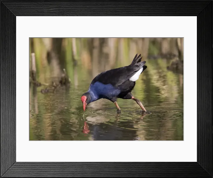 Framed Print : Purple Swamphen - MacLeod's Morass at Bairnsdale, southern Victoria, Australia Framed Print : Purple Swamphen - MacLeod's Morass at Bairnsdale, southern Victoria, Australia