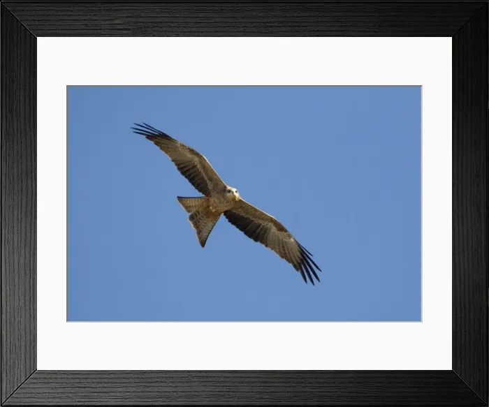 Framed Print : Black Kite - In flight above mangroves at Broome Western Australia