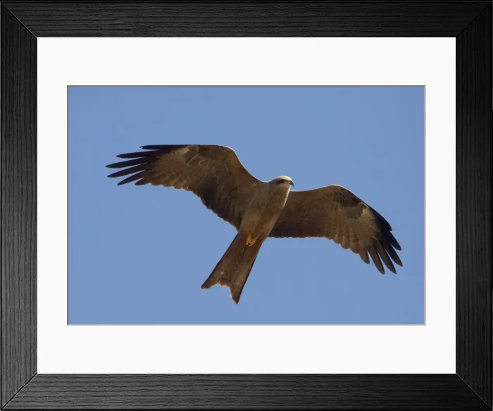 Framed Print : Black Kite - In flight above mangroves at Broome, Western Australia Framed Print : Black Kite - In flight above mangroves at Broome, Western Australia