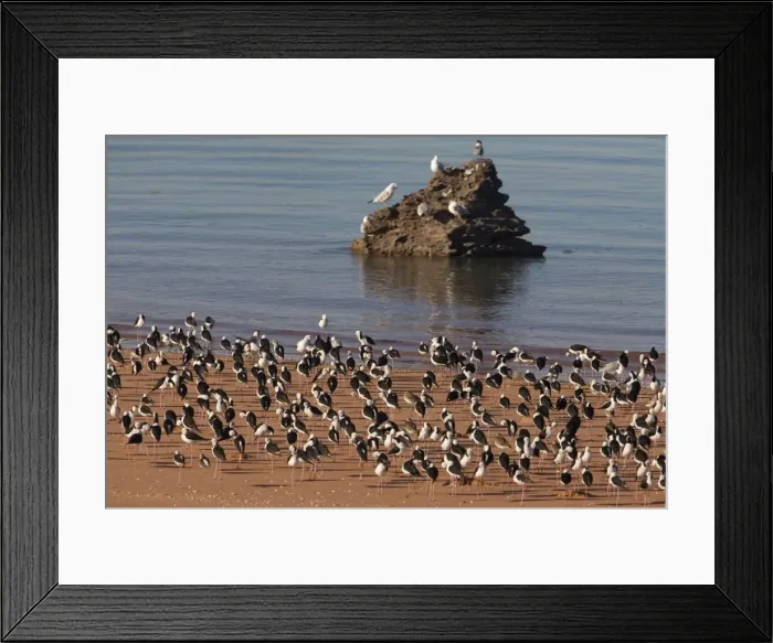 Framed Print : Black-winged Stilts at rest At Roebuck Bay, near Broome, Western Australia