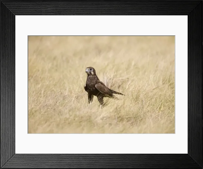 Framed Print : Brown Falcon in grass This bird had dropped to the ground after prey. On Roebuck Plains near Broome, Western Auistralia Framed Print : Brown Falcon in grass This bird had dropped to the ground after prey. On Roebuck Plains near Broome, Western Auistralia