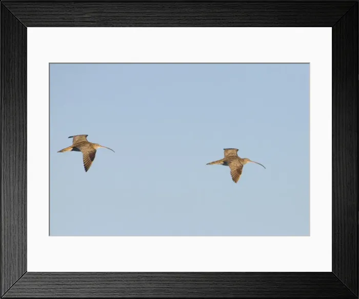 Framed Print : Eastern Curlews - In flight - Roebuck Bay, near Broome, Western Australia Framed Print : Eastern Curlews - In flight - Roebuck Bay, near Broome, Western Australia