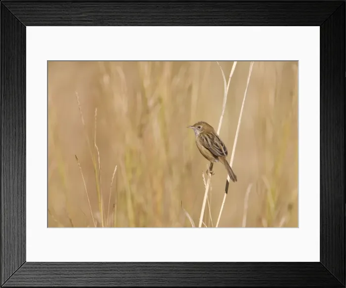Framed Print : Golden-headed Cisticola - Mt Barnett, Gibb River Road, Kimberley, Western Australia Framed Print : Golden-headed Cisticola - Mt Barnett, Gibb River Road, Kimberley, Western Australia