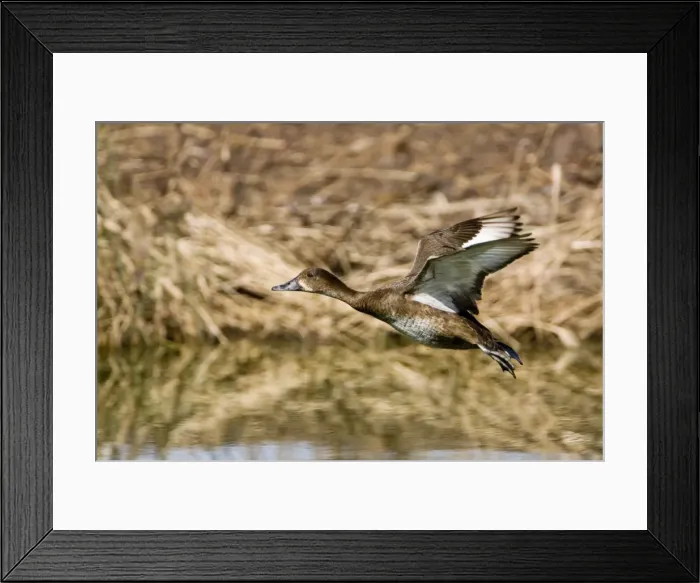 Framed Print : Hardhead - Female in flight - On a pond at the Mt Barnett Water Teatment Plant, Gibb River Road, Kimberley, Western Australia Framed Print : Hardhead - Female in flight - On a pond at the Mt Barnett Water Teatment Plant, Gibb River Road, Kimberley, Western Australia