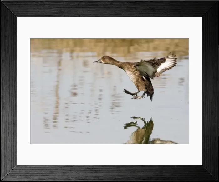 Framed Print : Hardhead - Female in flight landing - On a pond at the Mt Barnett Water Teatment Plant, Gibb River Road, Kimberley, Western Australia