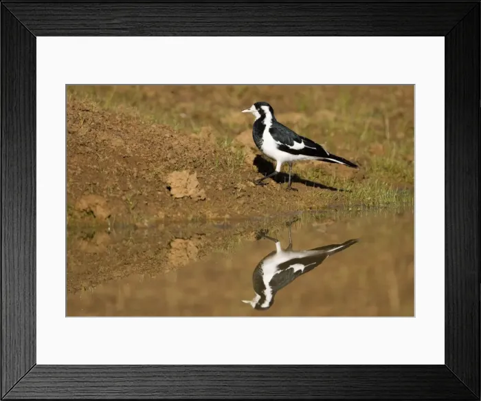 Framed Print : Magpie-lark - With reflection in pool - Foraging near a pool by the Gibb River Road, Kimberley, Western Australia Framed Print : Magpie-lark - With reflection in pool - Foraging near a pool by the Gibb River Road, Kimberley, Western Australia