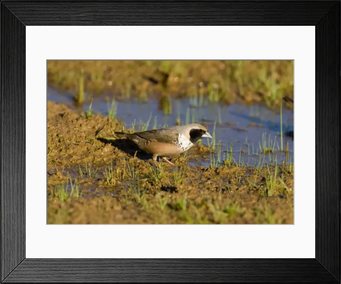 Framed Print : Pictorella Mannikin At a small pool near the Gibb River Road, Kimberley, Western Australia Framed Print : Pictorella Mannikin At a small pool near the Gibb River Road, Kimberley, Western Australia