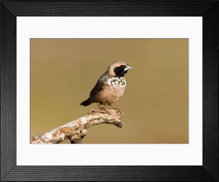 Framed Print : Pictorella Mannikin At a small pool near the Gibb River Road, Kimberley, Western Australia Framed Print : Pictorella Mannikin At a small pool near the Gibb River Road, Kimberley, Western Australia