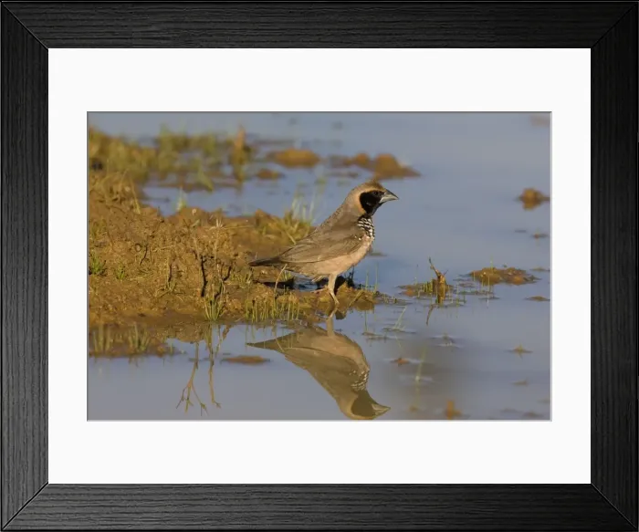 Framed Print : Pictorella Mannikin reflected At a small pool near the Gibb River Road, Kimberley, Western Australia Framed Print : Pictorella Mannikin reflected At a small pool near the Gibb River Road, Kimberley, Western Australia