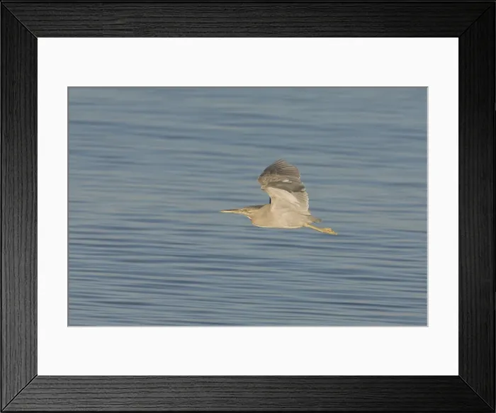 Framed Print : Striated Heron - In flight - Roebuck Bay, near Broome, Western Australia Framed Print : Striated Heron - In flight - Roebuck Bay, near Broome, Western Australia