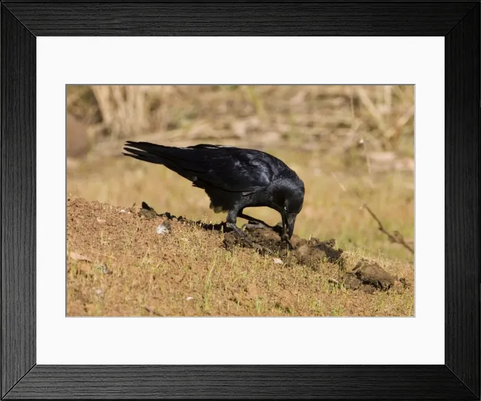 Framed Print : Torresian Crow - Pulling apart cow dung to get at beetles and insects. Near a pool by the Gibb River Road, Kimberley, Western Australia Framed Print : Torresian Crow - Pulling apart cow dung to get at beetles and insects. Near a pool by the Gibb River Road, Kimberley, Western Australia