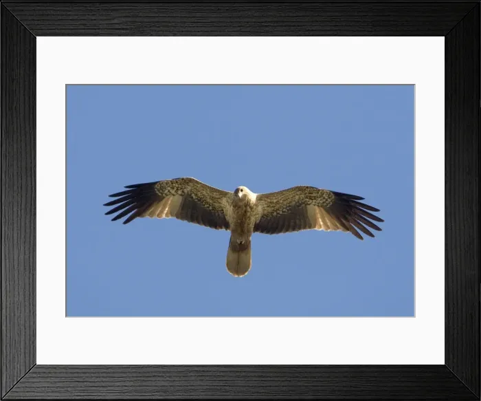 Framed Print : Whistling Kite - In flight above mangroves at Broome, Western Australia Framed Print : Whistling Kite - In flight above mangroves at Broome, Western Australia