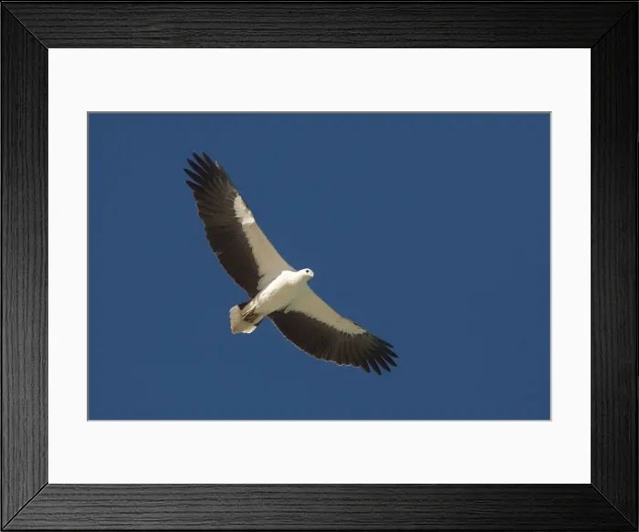 Framed Print : White-bellied Sea-Eagle - Soaring along Roebuck Bay near Broome, Western Australia Framed Print : White-bellied Sea-Eagle - Soaring along Roebuck Bay near Broome, Western Australia
