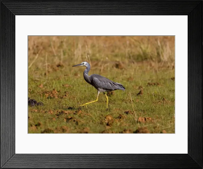 Framed Print : White-faced Heron Foraging on a grassy area near a shallow pool along the Gibb River Road, Kimberley, Western Australia Framed Print : White-faced Heron Foraging on a grassy area near a shallow pool along the Gibb River Road, Kimberley, Western Australia