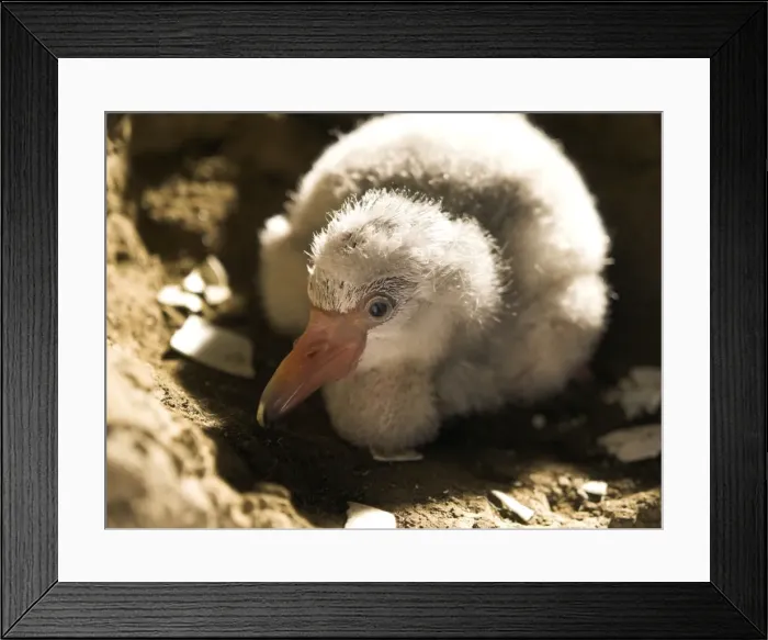 Framed Print : Newly hatched Greater Flamingo chick Framed Print : Newly hatched Greater Flamingo chick