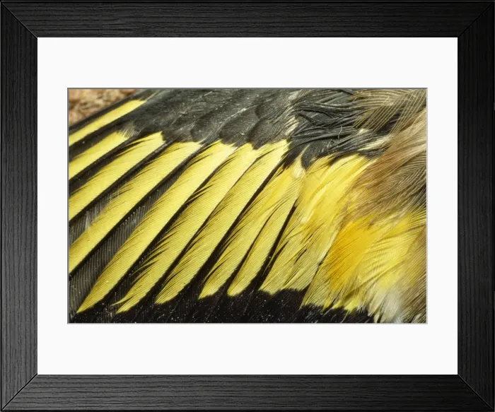 Framed Print : Goldfinch - feathers on wing Framed Print : Goldfinch - feathers on wing