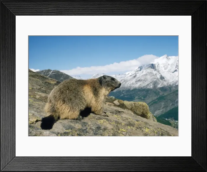 Framed Print : Alpine Marmot - 2400 m Swiss Alps Framed Print : Alpine Marmot - 2400 m Swiss Alps