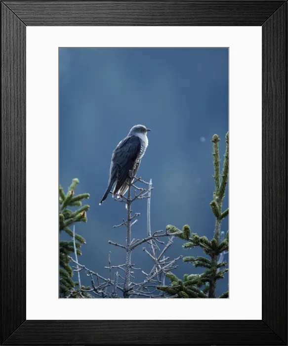 Framed Print : Cuckoo - male Framed Print : Cuckoo - male