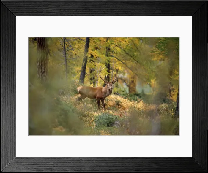 Framed Print : Red Deer Swiss Alps Framed Print : Red Deer Swiss Alps
