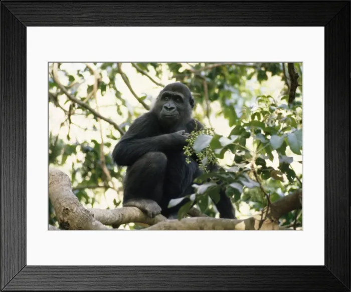 Framed Print : Lowland Gorilla - feeding Gambia, Western Africa Framed Print : Lowland Gorilla - feeding Gambia, Western Africa