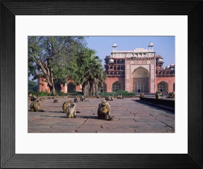 Framed Print : Langur Monkeys - at tomb India Framed Print : Langur Monkeys - at tomb India