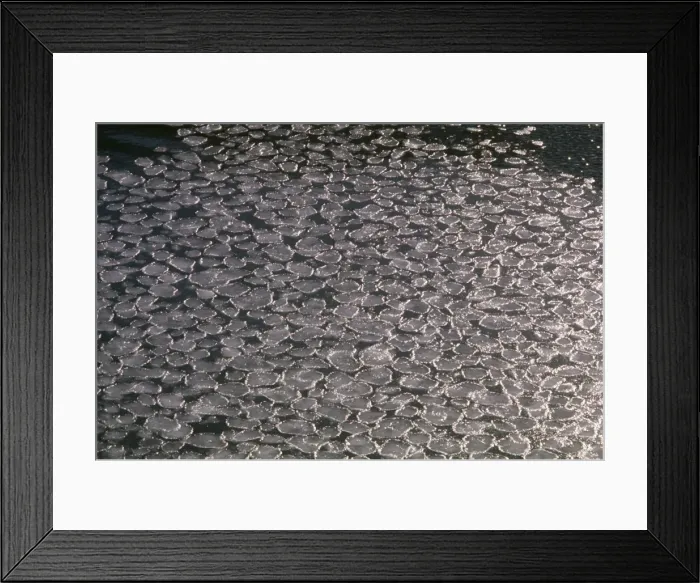 Framed Print : Pancake Ice - forming Halley Bay, Antarctica Framed Print : Pancake Ice - forming Halley Bay, Antarctica