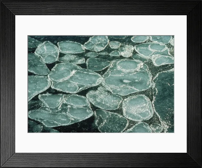 Framed Print : Pancake Ice Halley Bay, Antarctica Framed Print : Pancake Ice Halley Bay, Antarctica