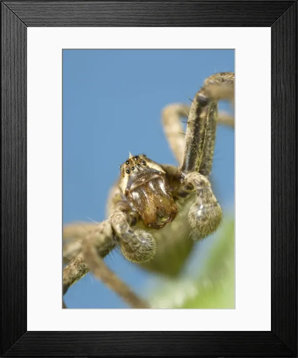 Framed Print : House Spider Showing eyes palps and jaws Framed Print : House Spider Showing eyes palps and jaws