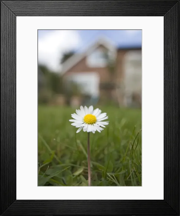 Framed Print : Common Daisy Single flower in garden lawn Norfolk UK Framed Print : Common Daisy Single flower in garden lawn Norfolk UK