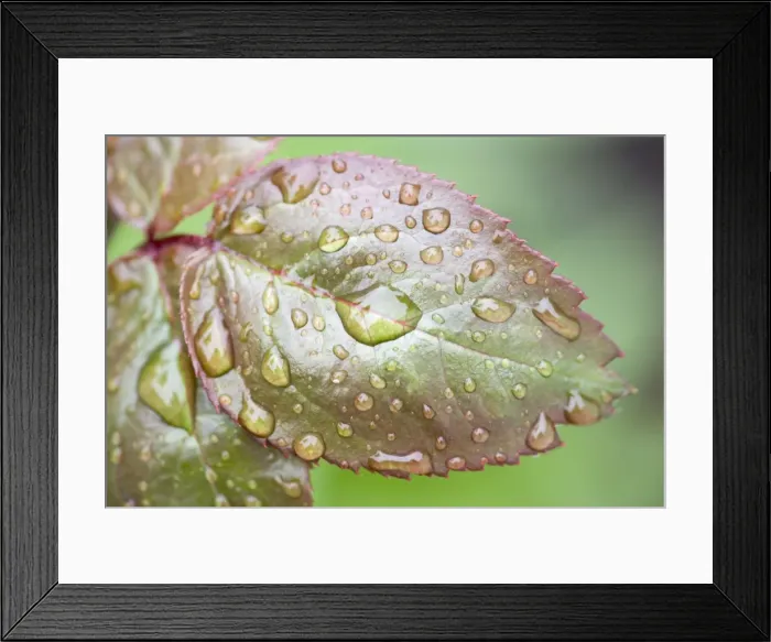 Framed Print : Rose Leaf - covered in rain drops Norfolk UK Framed Print : Rose Leaf - covered in rain drops Norfolk UK