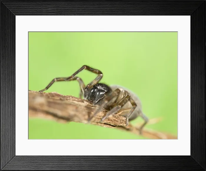 Framed Print : Spider - climbing piece of bark Norfolk UK Framed Print : Spider - climbing piece of bark Norfolk UK
